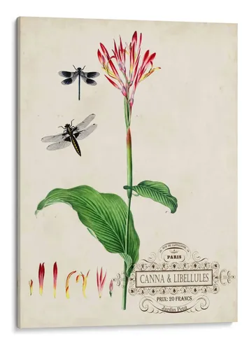 Ilustración botánica de una flor Canna roja con dos libélulas sobre fondo neutro de estilo vintage