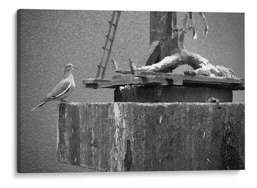Arte fotográfico en blanco y negro de una figura humana en una postura vulnerable junto a una paloma, con alto contraste